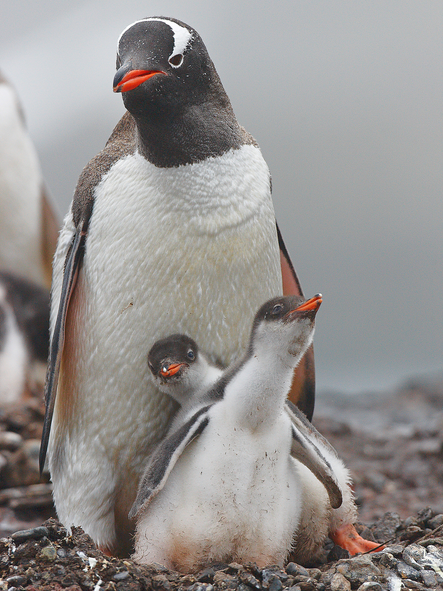 gentoo penguin with chicks